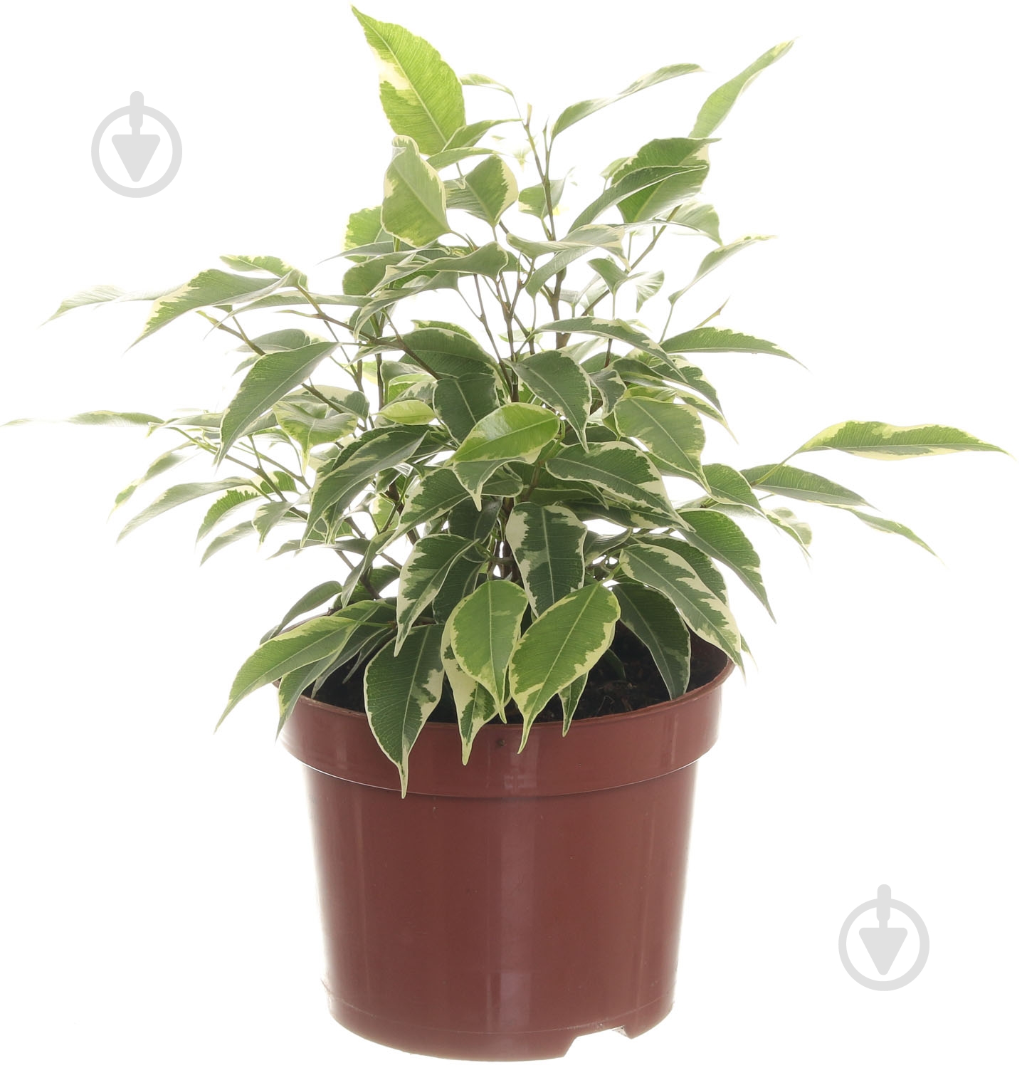 Растение Фикус Кинки 12х30 см - фото 1