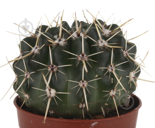 Растение Кактус 5х8 см микс - фото 8 Растение Кактус 5х8 см микс - фото 8