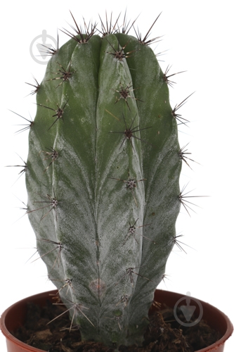 Растение Кактус 5х8 см микс - фото 10 Растение Кактус 5х8 см микс - фото 10