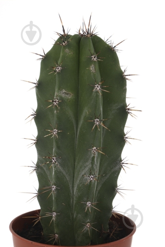 Растение Кактус 5х8 см микс - фото 12 Растение Кактус 5х8 см микс - фото 12