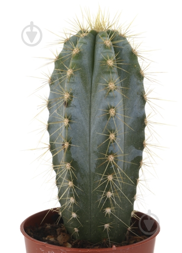 Растение Кактус 5х8 см микс - фото 14 Растение Кактус 5х8 см микс - фото 14