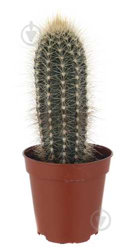 Растение Кактус 5х8 см микс - фото 15 Растение Кактус 5х8 см микс - фото 15