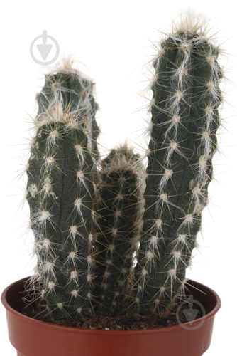 Растение Кактус 5х8 см микс - фото 18 Растение Кактус 5х8 см микс - фото 18