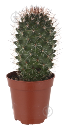 Растение Кактус 5х8 см микс - фото 19 Растение Кактус 5х8 см микс - фото 19