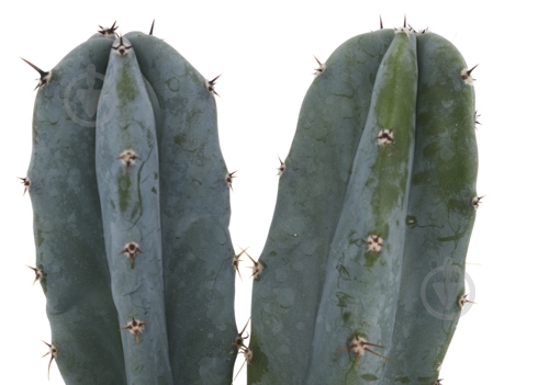 Растение Кактус 5х8 см микс - фото 28 Растение Кактус 5х8 см микс - фото 28