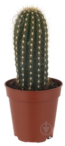 Растение Кактус 5х8 см микс - фото 29 Растение Кактус 5х8 см микс - фото 29