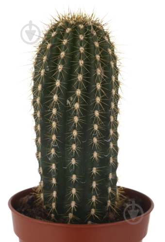 Растение Кактус 5х8 см микс - фото 30 Растение Кактус 5х8 см микс - фото 30