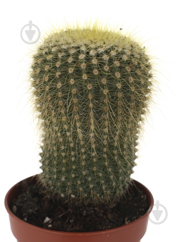 Растение Кактус 5х8 см микс - фото 32 Растение Кактус 5х8 см микс - фото 32