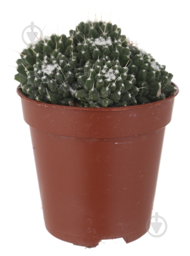 Растение Кактус 5х8 см микс - фото 33 Растение Кактус 5х8 см микс - фото 33