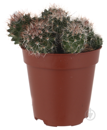 Растение Кактус 5х8 см микс - фото 35 Растение Кактус 5х8 см микс - фото 35