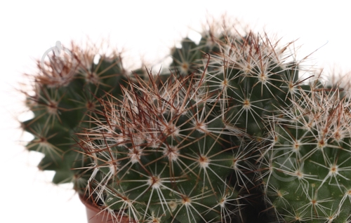 Растение Кактус 5х8 см микс - фото 36 Растение Кактус 5х8 см микс - фото 36