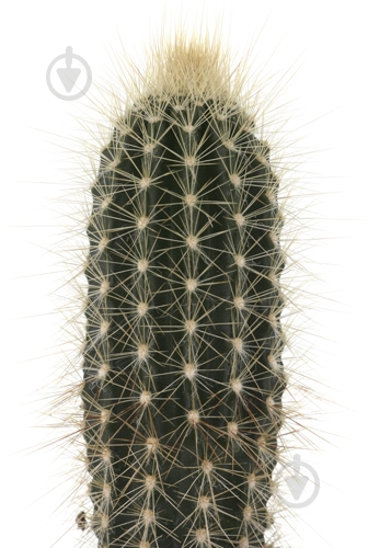 Растение Кактус 5х8 см микс - фото 38 Растение Кактус 5х8 см микс - фото 38