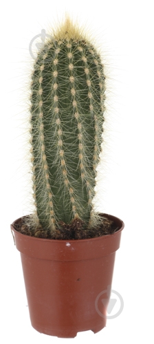 Растение Кактус 5х8 см микс - фото 44 Растение Кактус 5х8 см микс - фото 44