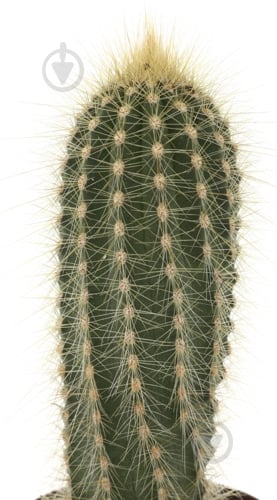 Растение Кактус 5х8 см микс - фото 39 Растение Кактус 5х8 см микс - фото 39