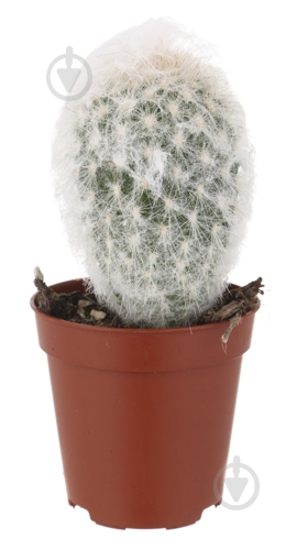 Растение Кактус 5х8 см микс - фото 40 Растение Кактус 5х8 см микс - фото 40