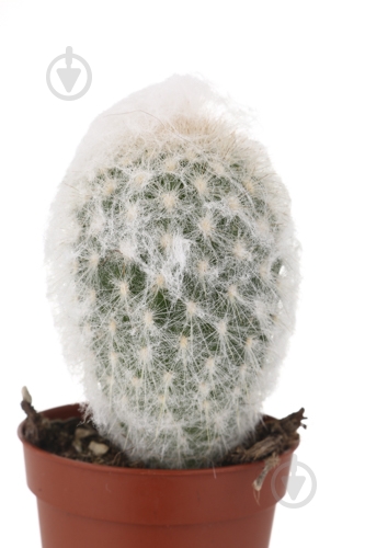 Растение Кактус 5х8 см микс - фото 42 Растение Кактус 5х8 см микс - фото 42