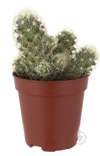 Растение Кактус 5х8 см микс - фото 41 Растение Кактус 5х8 см микс - фото 41