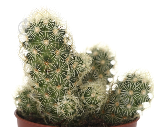 Растение Кактус 5х8 см микс - фото 43 Растение Кактус 5х8 см микс - фото 43