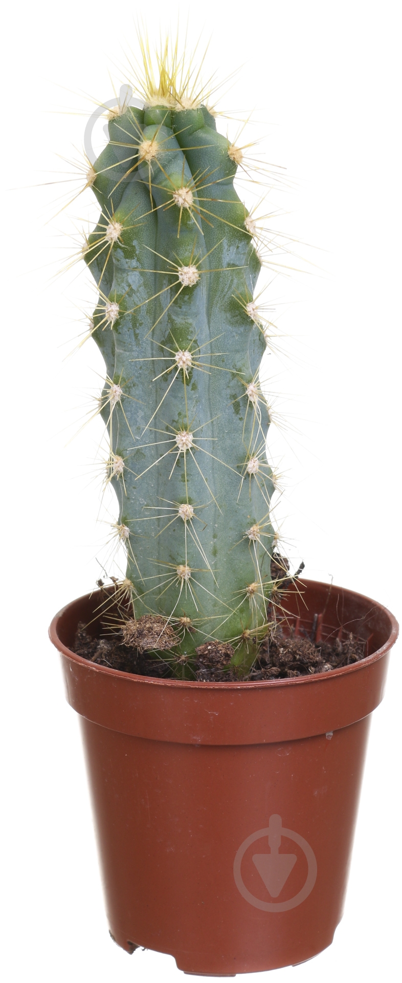 Растение Кактус 5х8 см микс - фото 1 Растение Кактус 5х8 см микс - фото 1