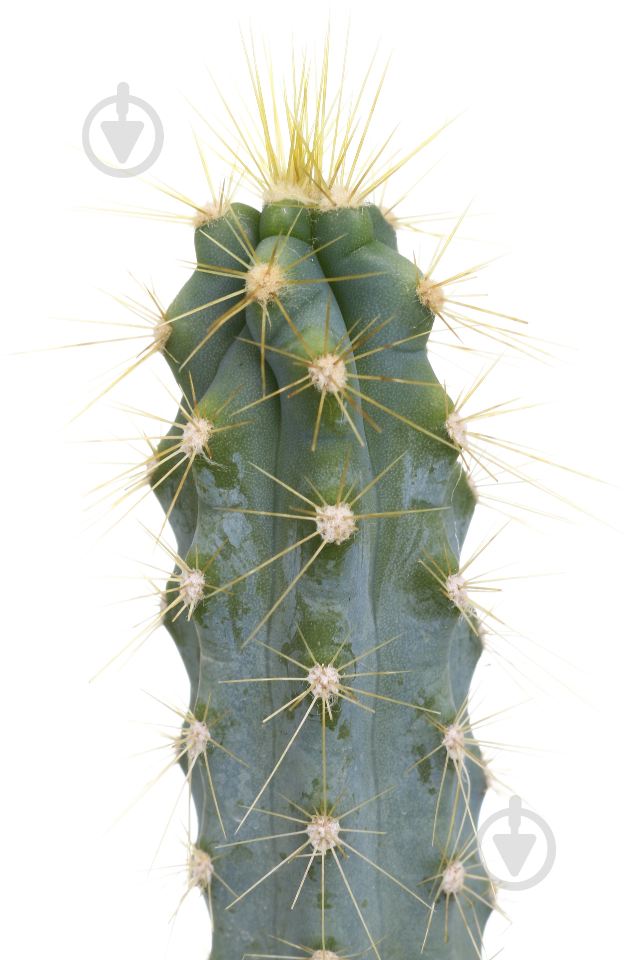 Растение Кактус 5х8 см микс - фото 2 Растение Кактус 5х8 см микс - фото 2