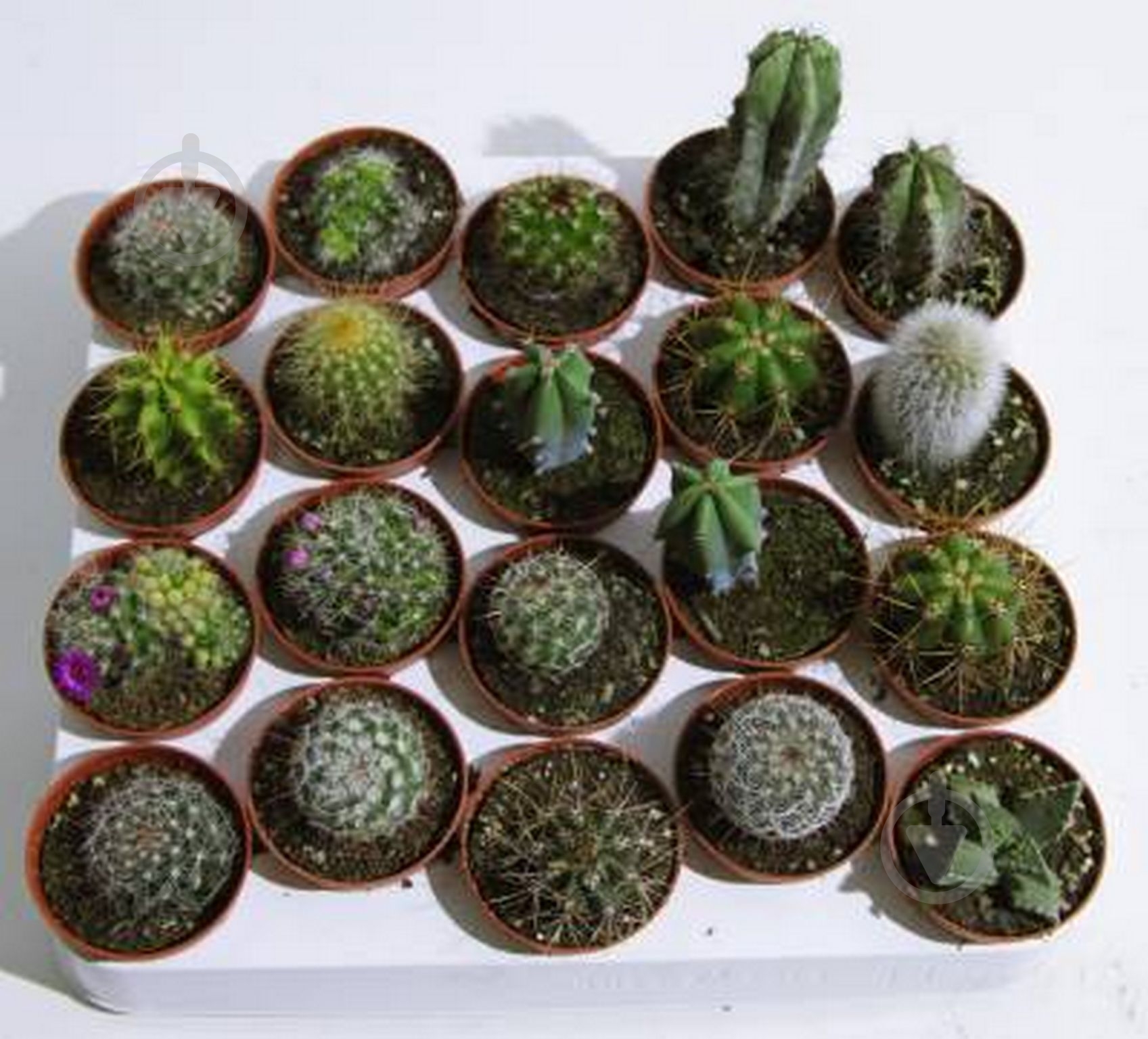 Растение Кактус 5х8 см микс - фото 3 Растение Кактус 5х8 см микс - фото 3