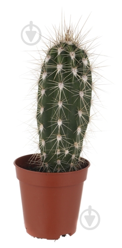 Растение Кактус 5х8 см микс - фото 5 Растение Кактус 5х8 см микс - фото 5