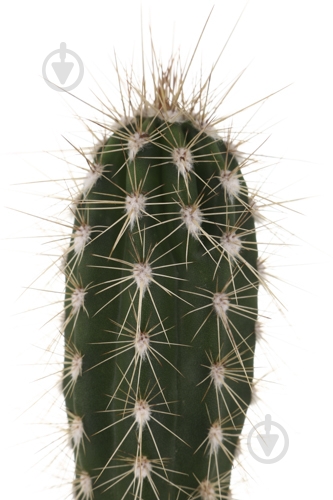 Растение Кактус 5х8 см микс - фото 6 Растение Кактус 5х8 см микс - фото 6