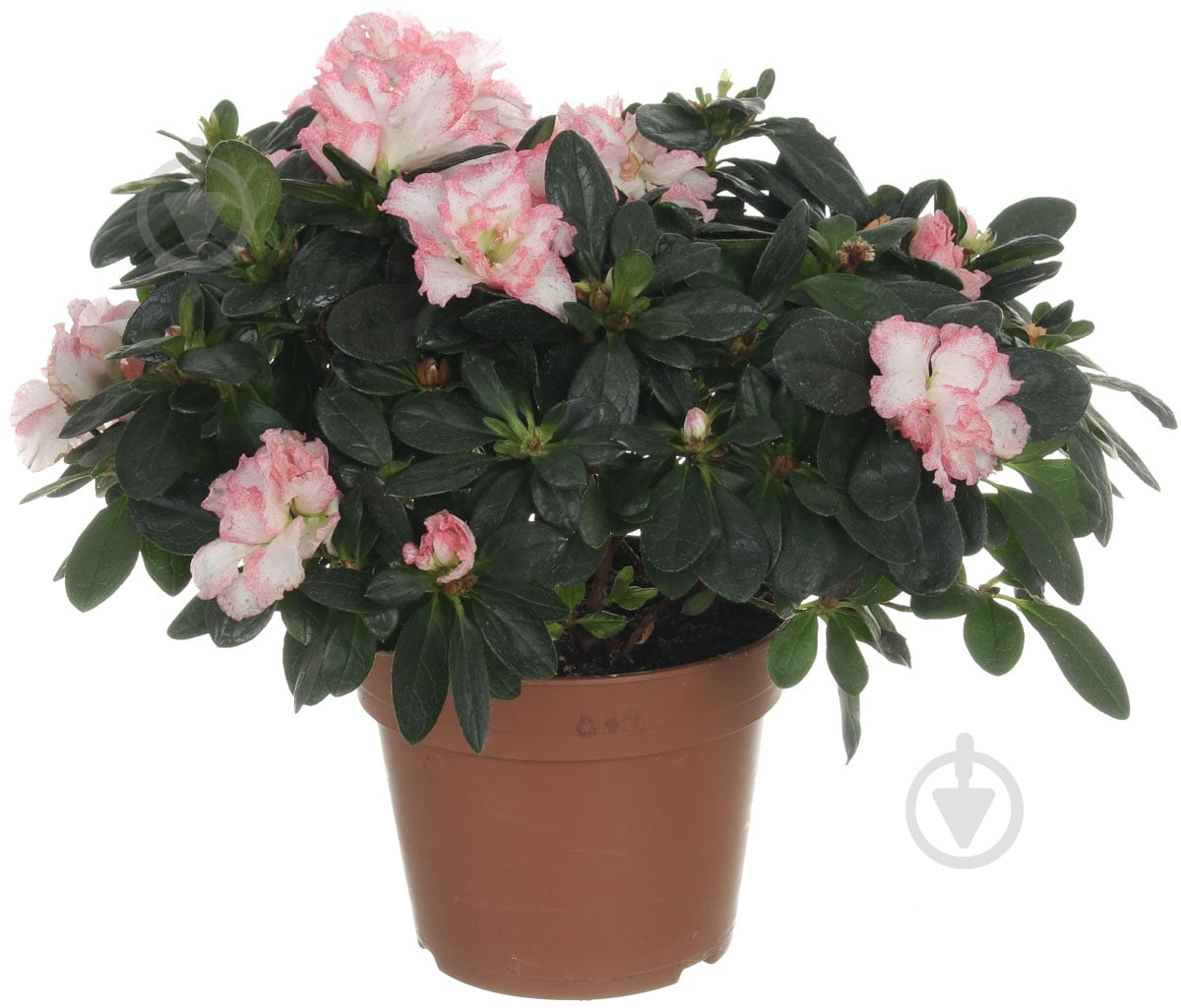 Растение Азалия микс 14х55 см - фото 1