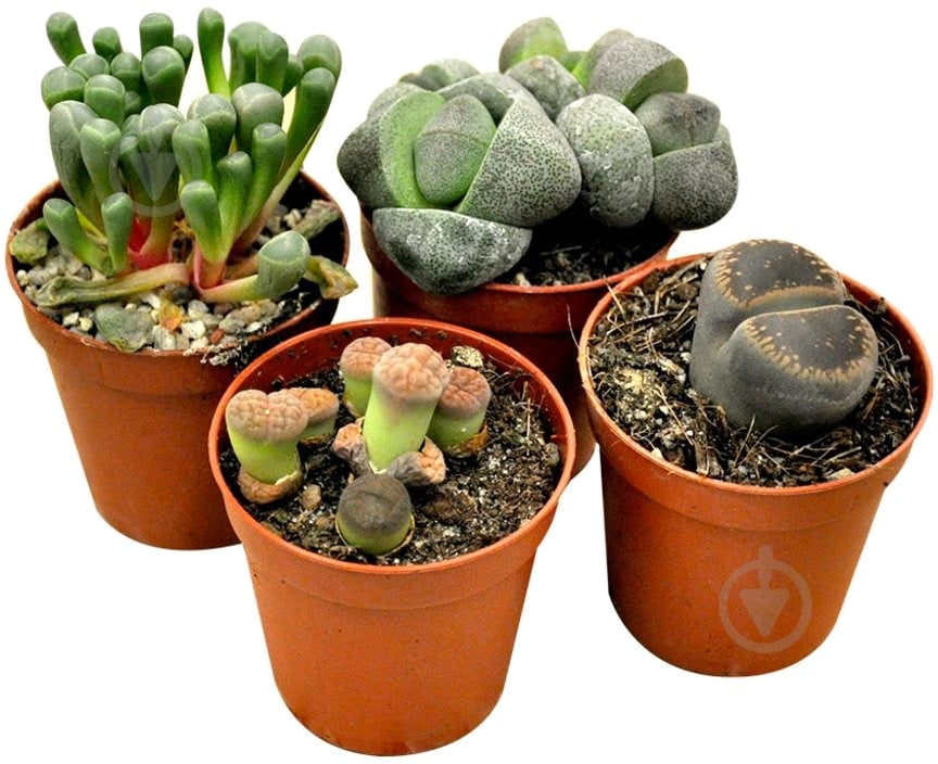 Растение комнатное Литопс 05/8 микс - фото 1
