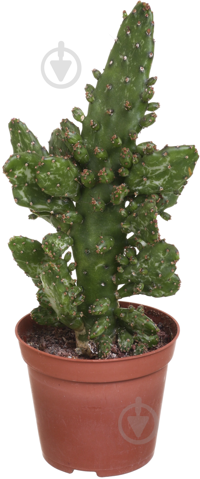 Растение Кактус 9х10 см - фото 1 Растение Кактус 9х10 см - фото 1