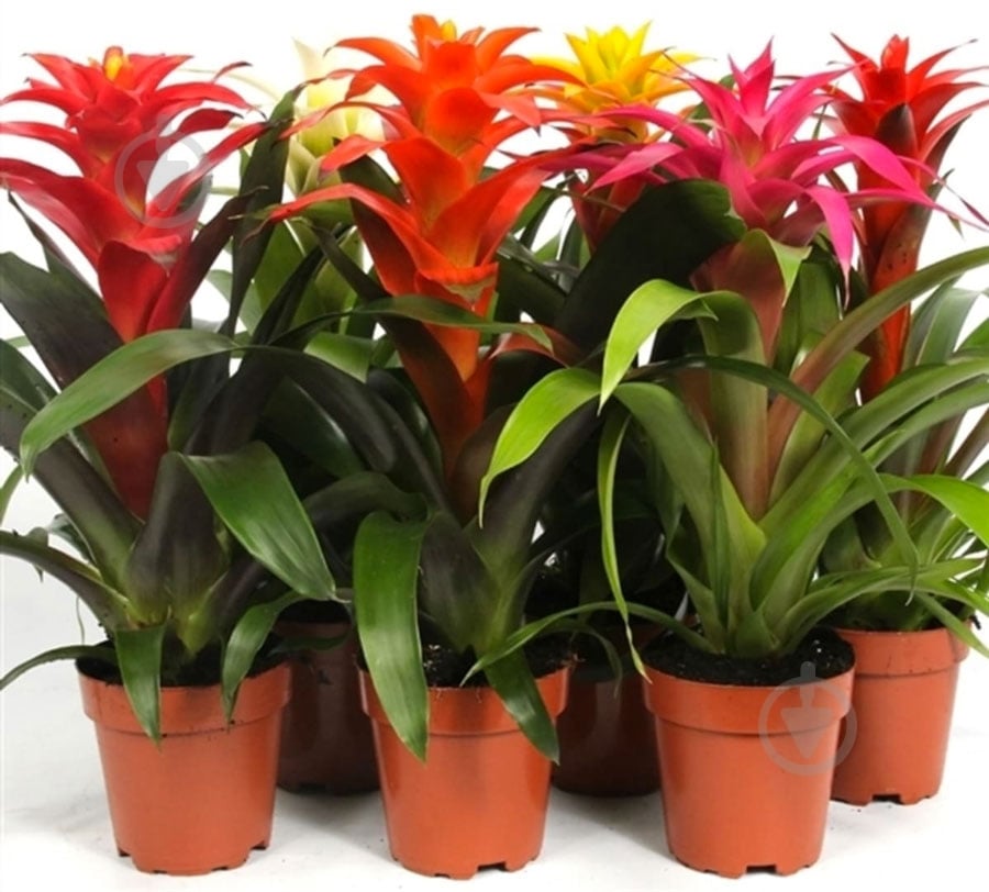 Растение Гузмания 13/55 микс - фото 1