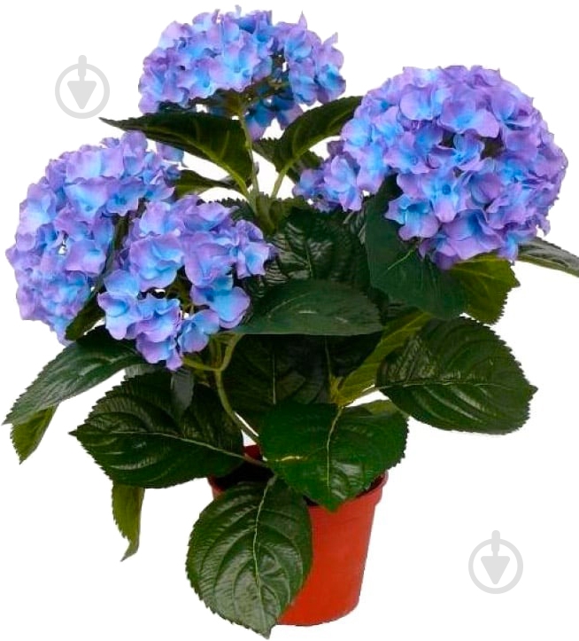 Растение Гидрангия 13/45 - фото 1 Растение Гидрангия 13/45 - фото 1