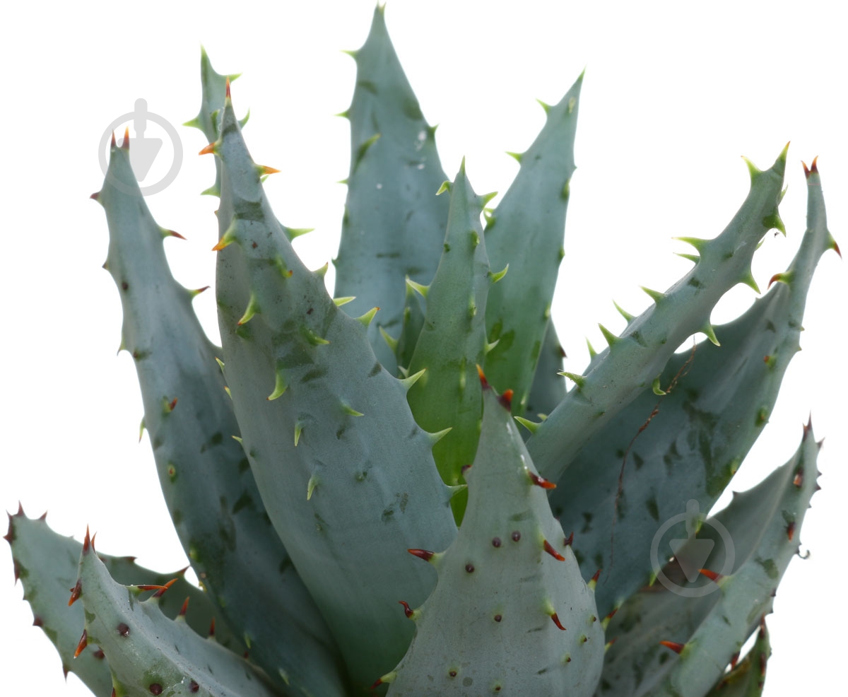 Растение Хавортия 9х15 см - фото 2