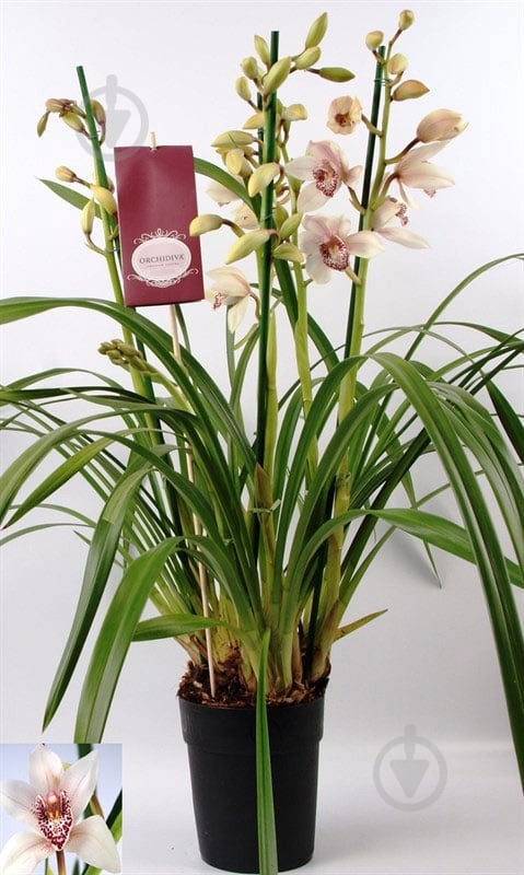 Растение Цимбидиум 14/95 микс - фото 3