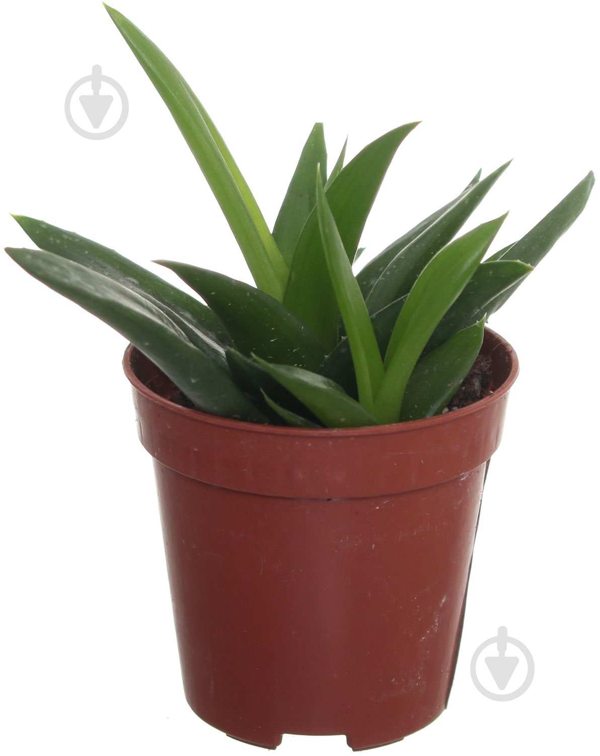 Растение Алое 5х8 см - фото 1