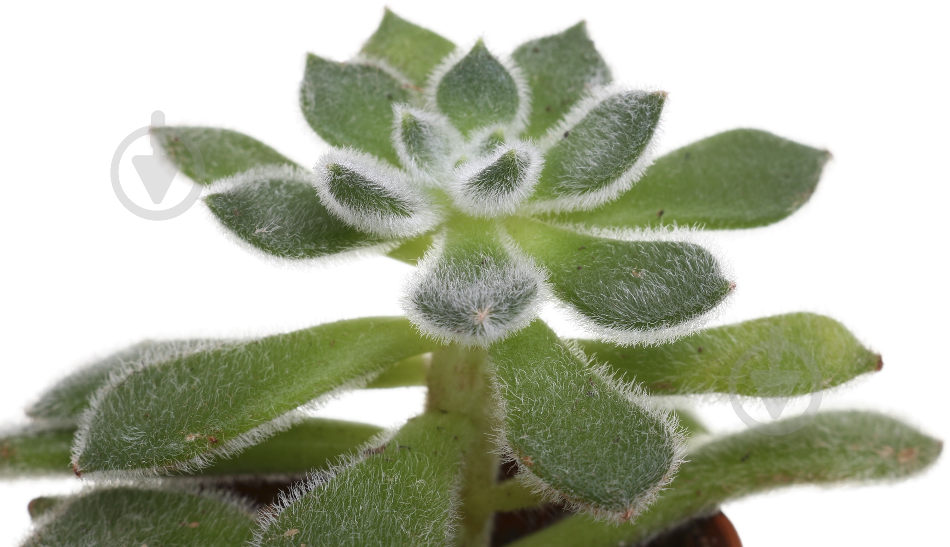 Растение Сукулент 6х10 см - фото 2