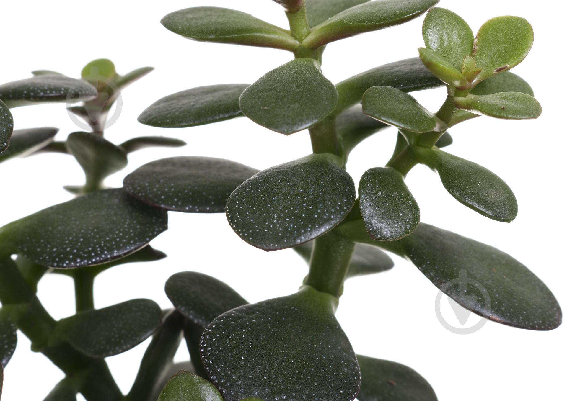 Растение Сукулент 9х20 см - фото 2 Растение Сукулент 9х20 см - фото 2