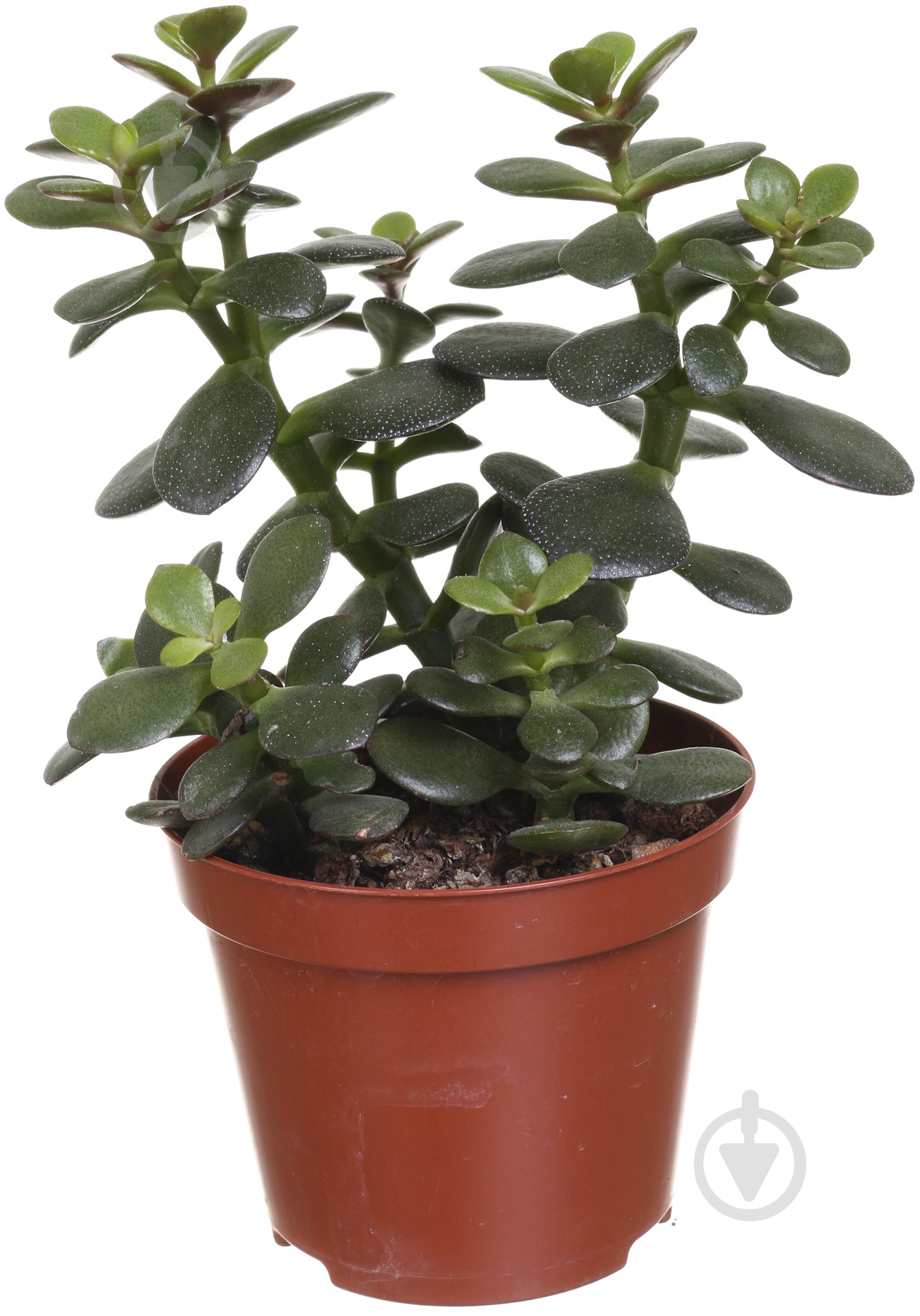 Растение Сукулент 9х20 см - фото 1 Растение Сукулент 9х20 см - фото 1