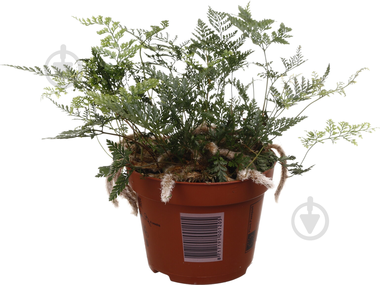 Растение комнатное Давалия 13/35 - фото 1 Растение комнатное Давалия 13/35 - фото 1