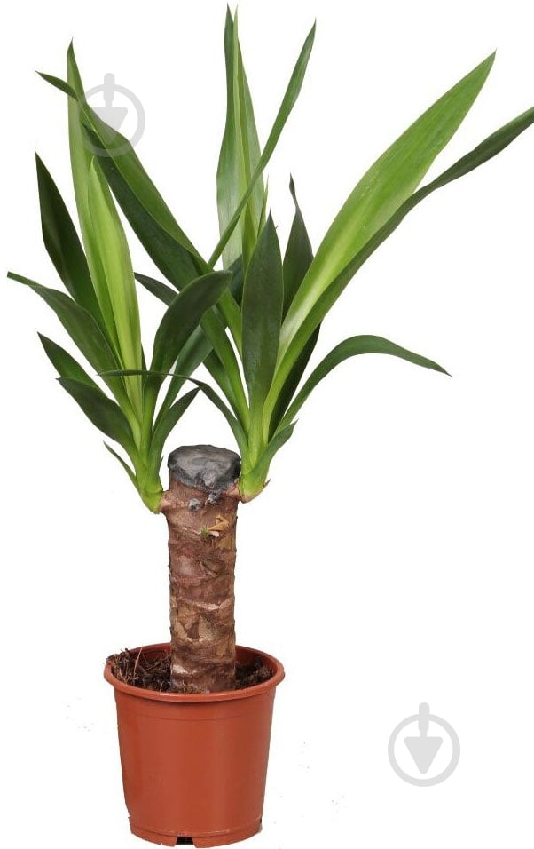 Растение Юкка 24/135 - фото 1 Растение Юкка 24/135 - фото 1