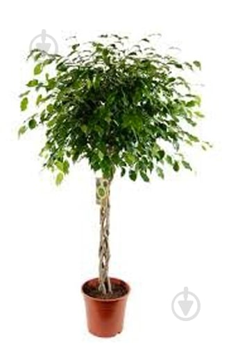 Растение Фикус 17/75 твист - фото 2 Растение Фикус 17/75 твист - фото 2