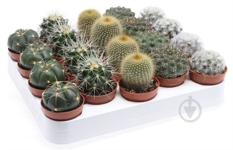 Кактус 8,5/10 элит микс - фото 1