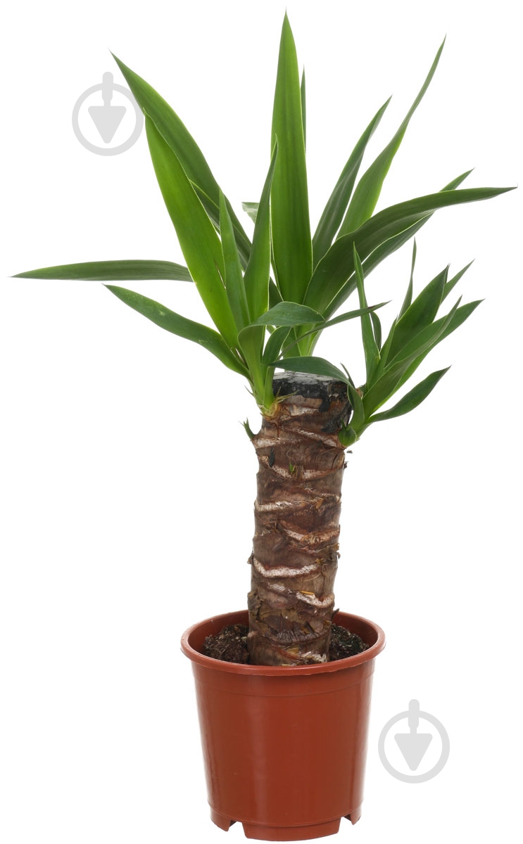 Растение Юкка 11х45 см - фото 1