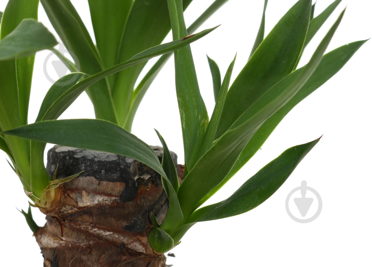 Растение Юкка 11х45 см - фото 2