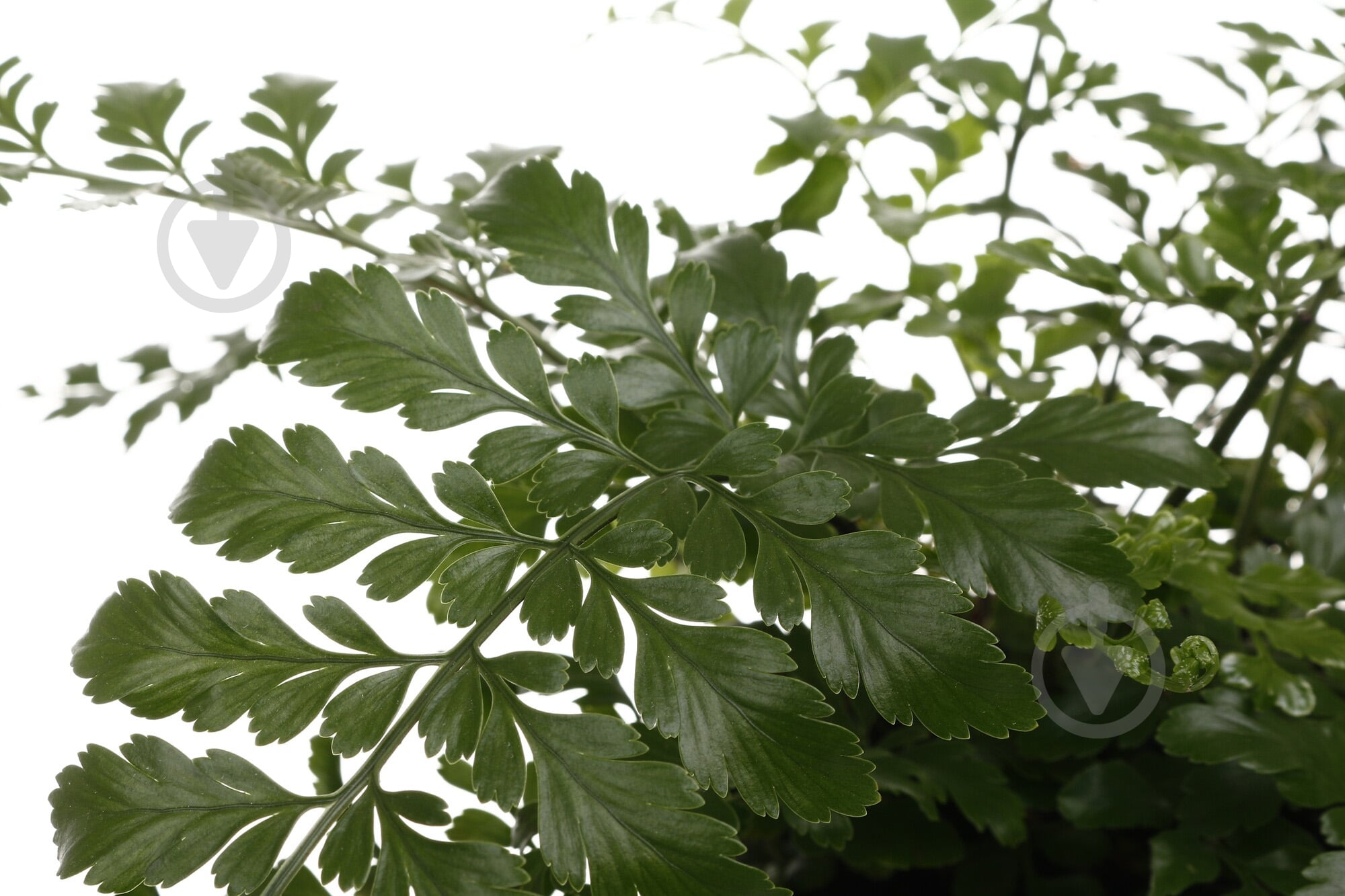 Растение комнатное Асплениум сортовой 17х55 см - фото 2 Растение комнатное Асплениум сортовой 17х55 см - фото 2