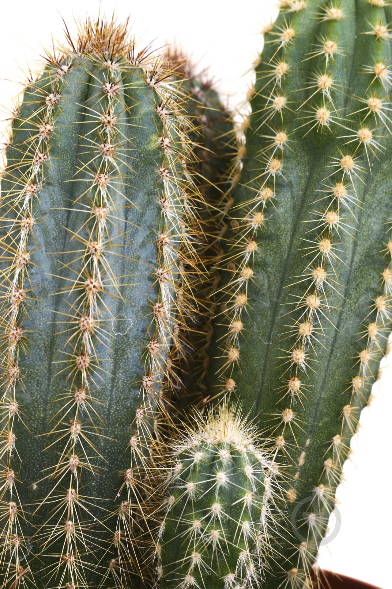 Растение Кактус 10х15 см - фото 2