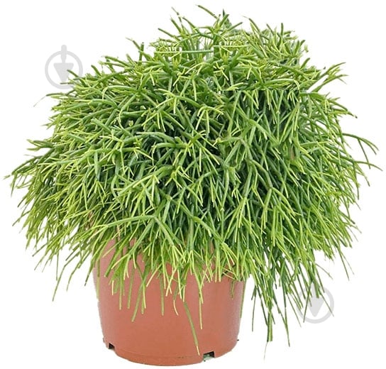 Растение Рипсалис 21/55 - фото 1