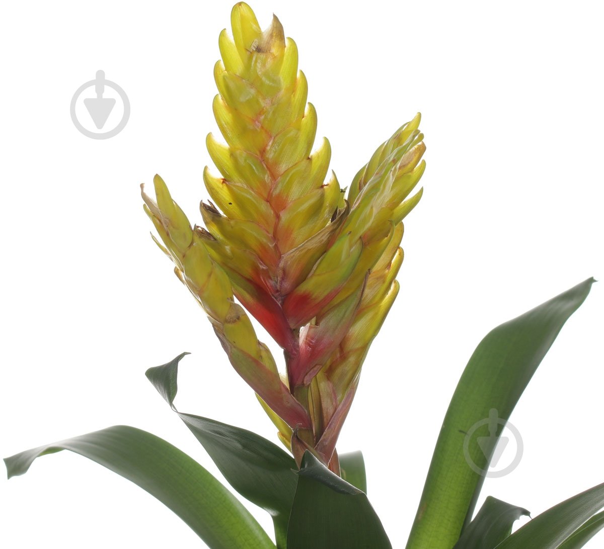 Растение Вриезия 12х50 см - фото 2