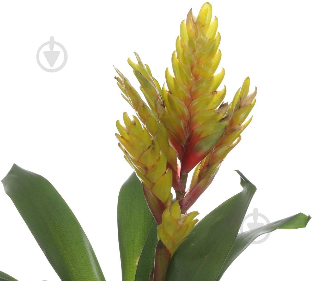 Растение Вриезия 12х50 см - фото 3