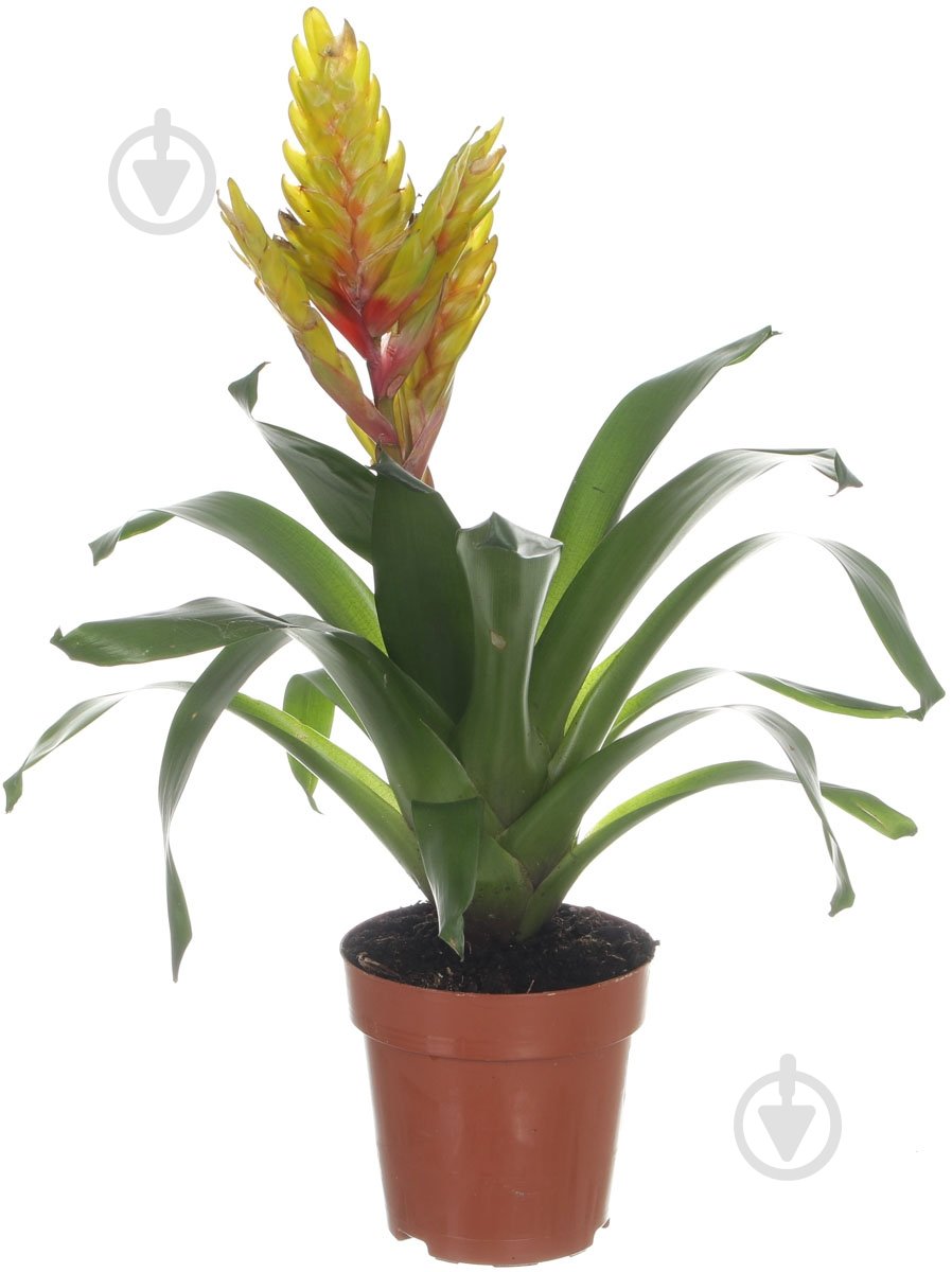 Растение Вриезия 12х50 см - фото 1